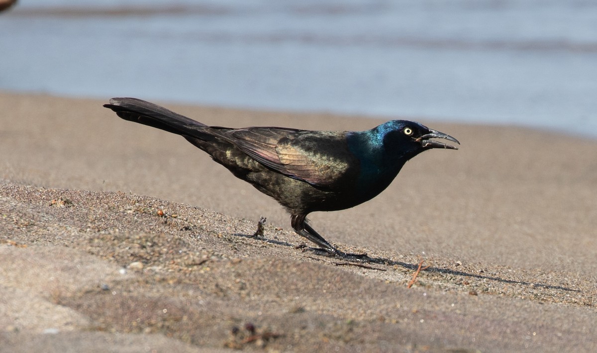 Common Grackle - Kathleen Keef