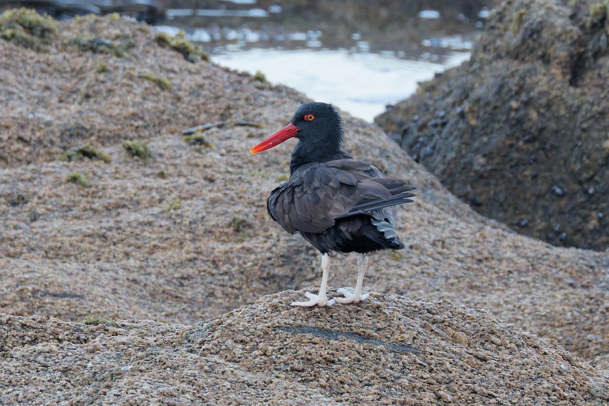 Blackish Oystercatcher - ML619512362