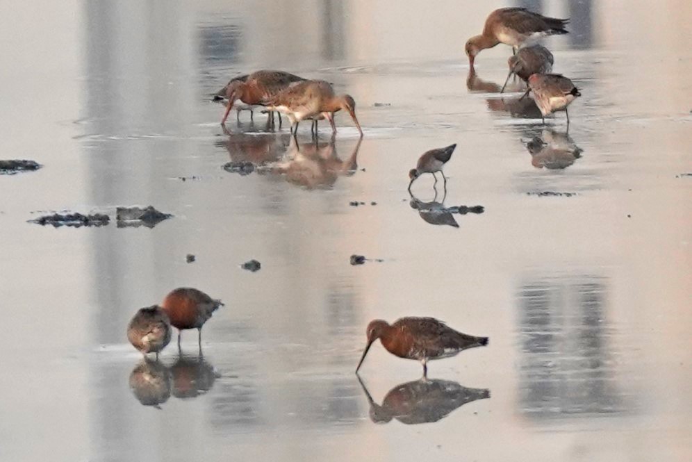 Black-tailed Godwit - John Daniel