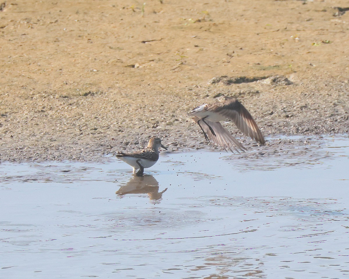 Semipalmated Sandpiper - Rick Kittinger