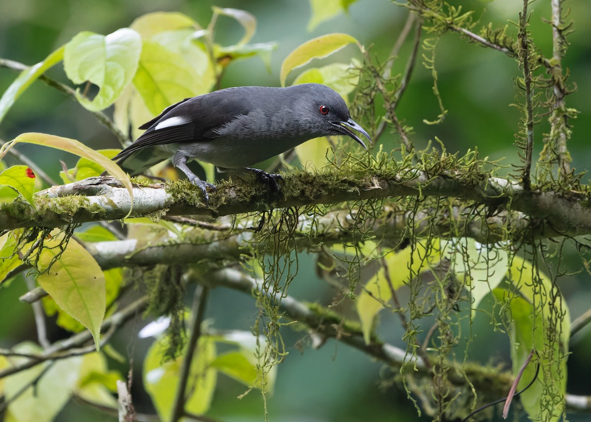 Long-tailed Sibia - Ayuwat Jearwattanakanok