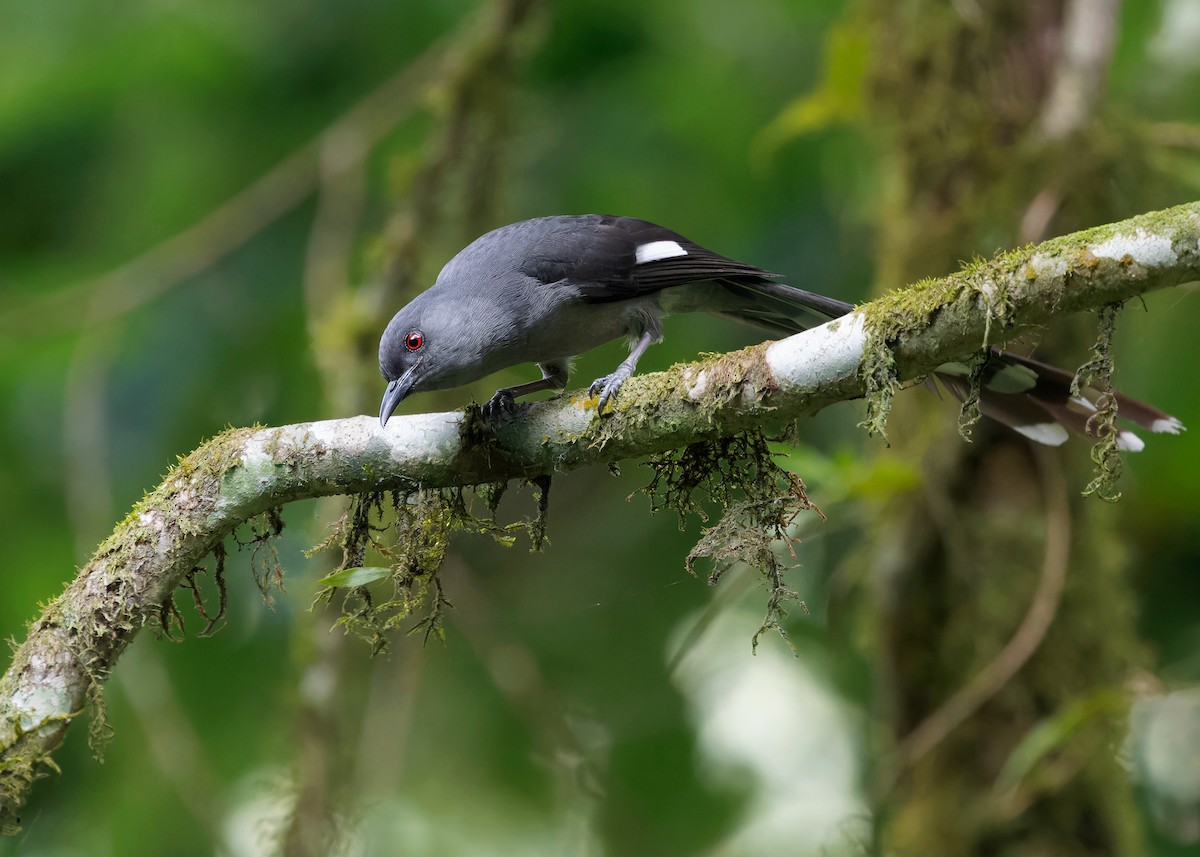 Long-tailed Sibia - Ayuwat Jearwattanakanok