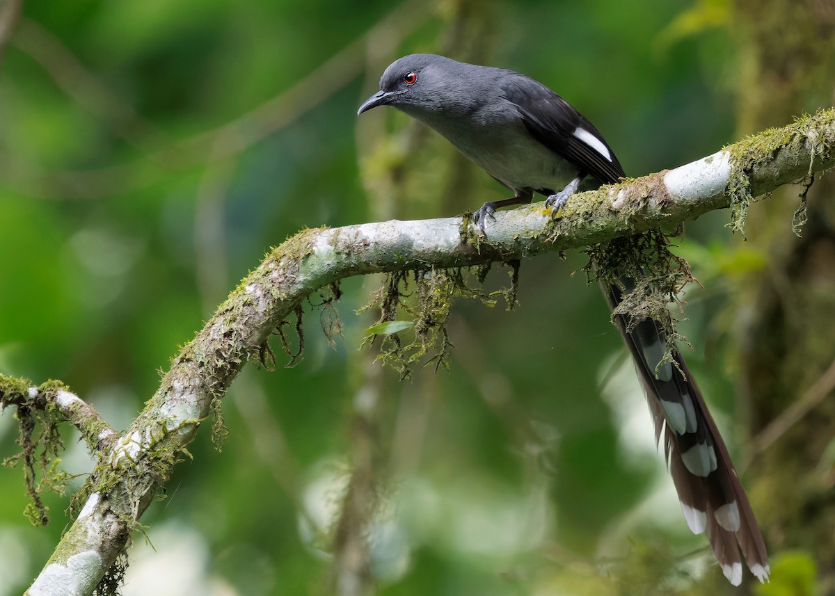 Long-tailed Sibia - Ayuwat Jearwattanakanok