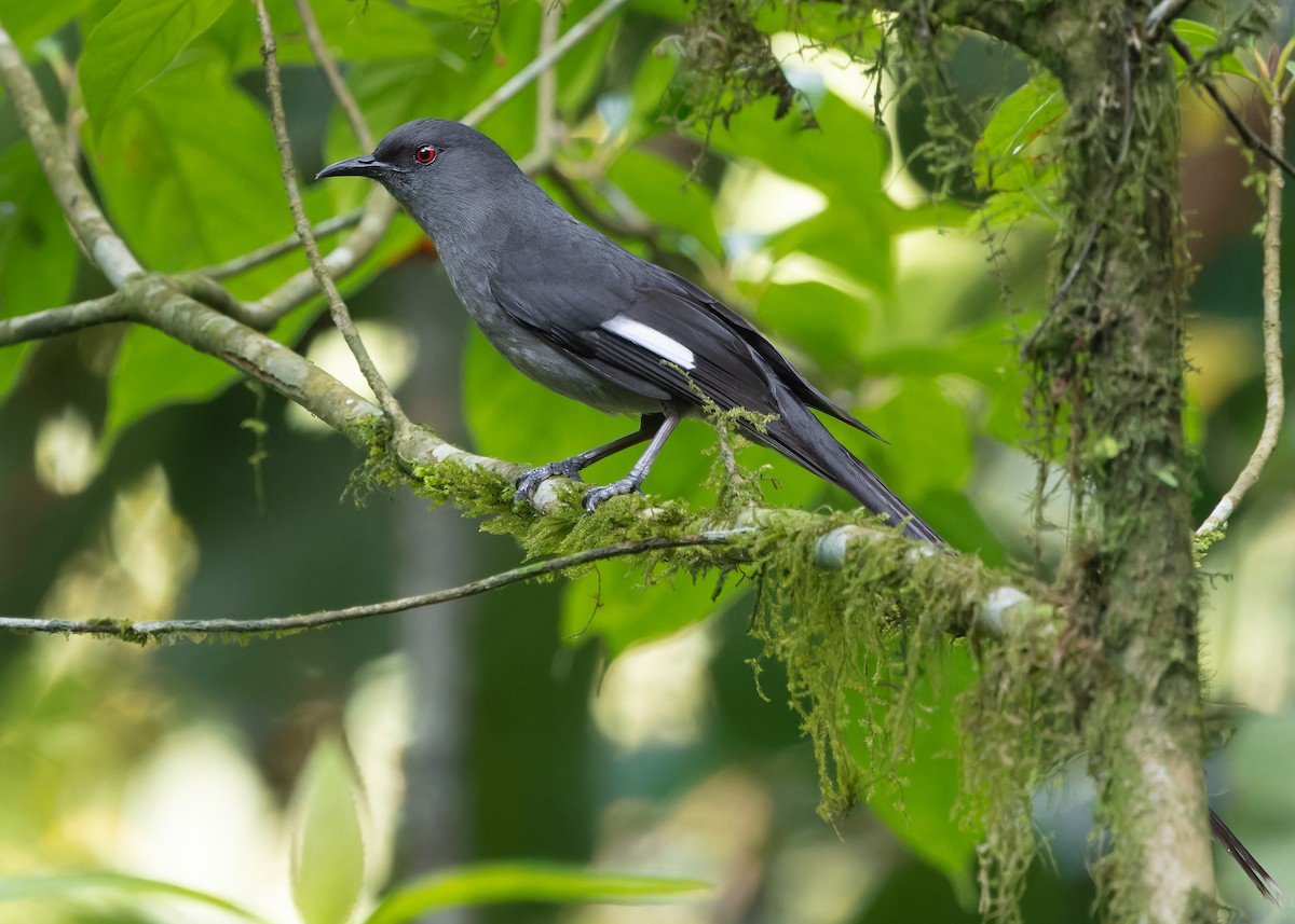 Long-tailed Sibia - Ayuwat Jearwattanakanok