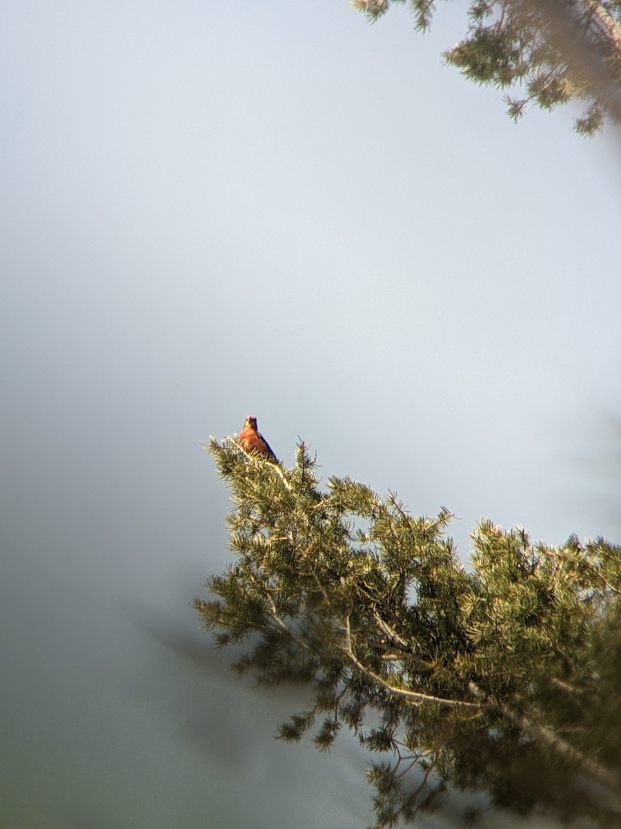 Red Crossbill - Reder Daughenbaugh