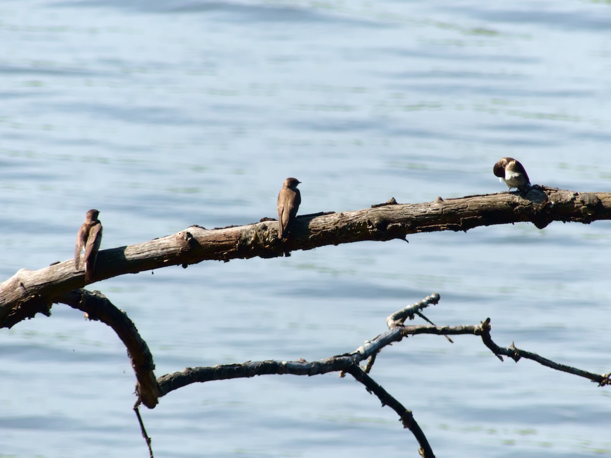 Northern Rough-winged Swallow - Laurel Robinson