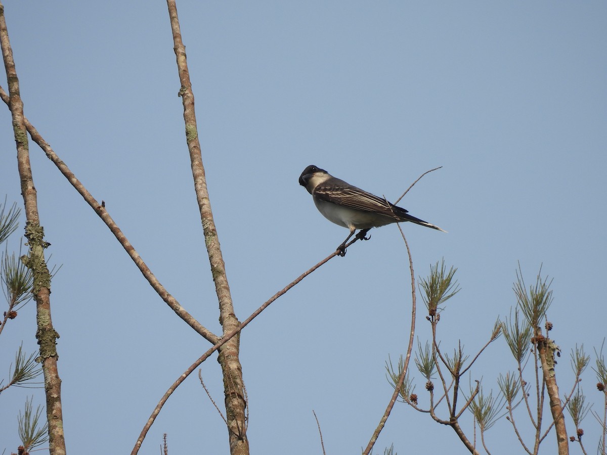 Eastern Kingbird - M. A. Noack