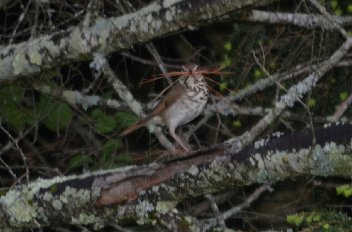 Hermit Thrush - Larry Clarfeld