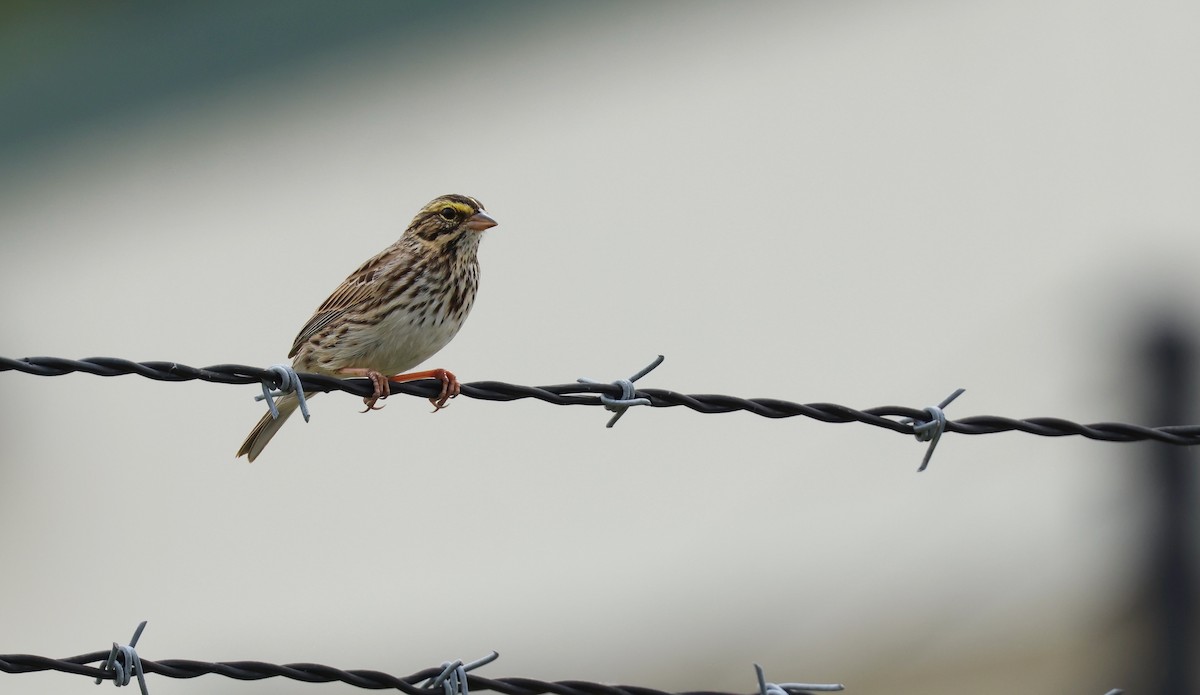 Savannah Sparrow - Grace Simms  🐦‍⬛