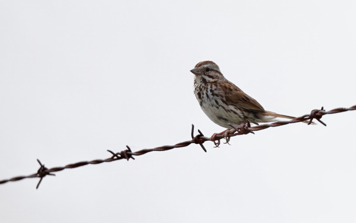 Song Sparrow - Grace Simms  🐦‍⬛