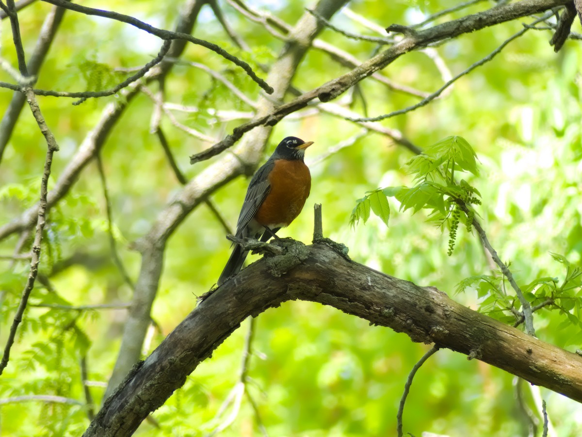 American Robin - ML619512413