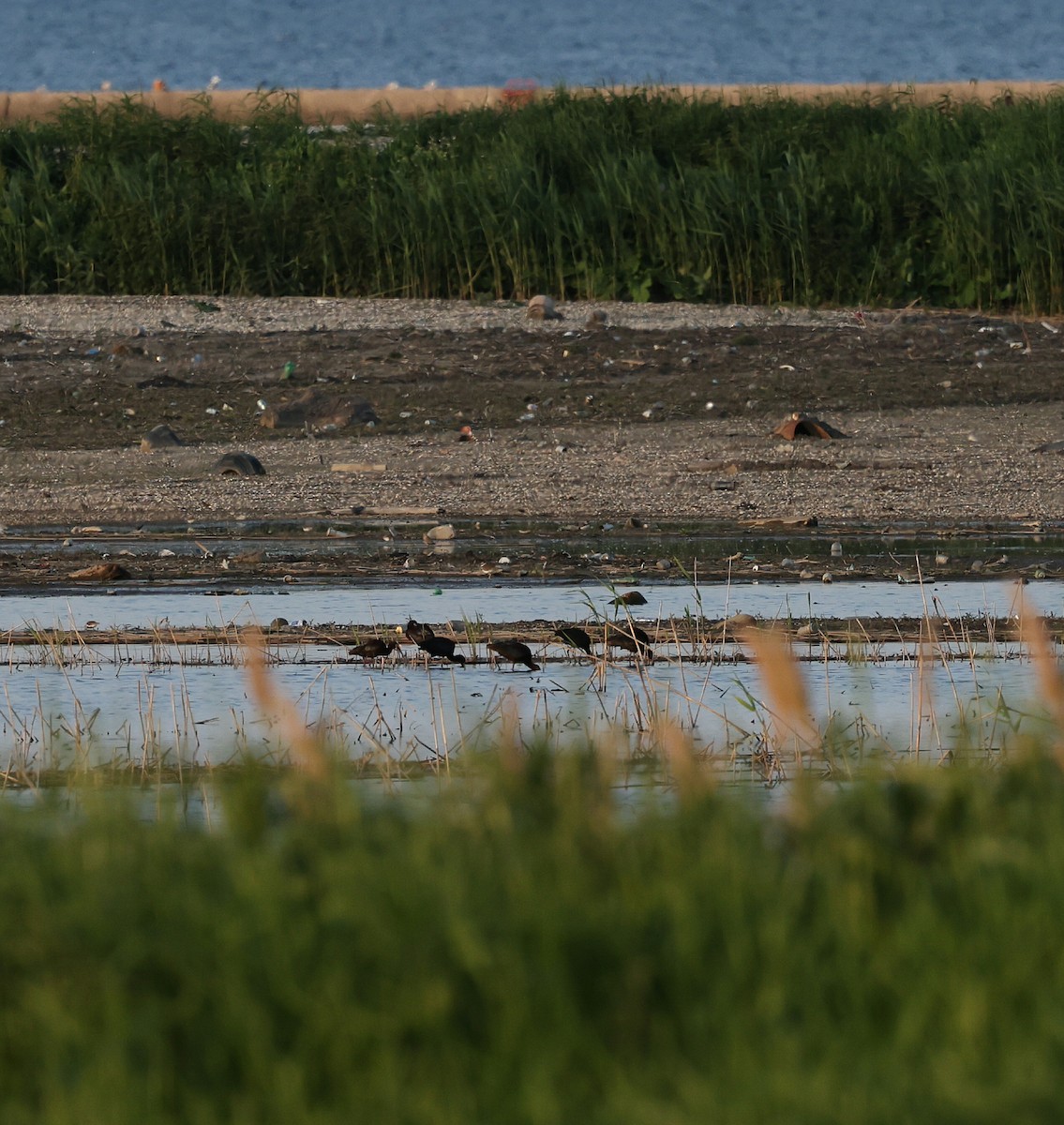 Glossy Ibis - ML619512421