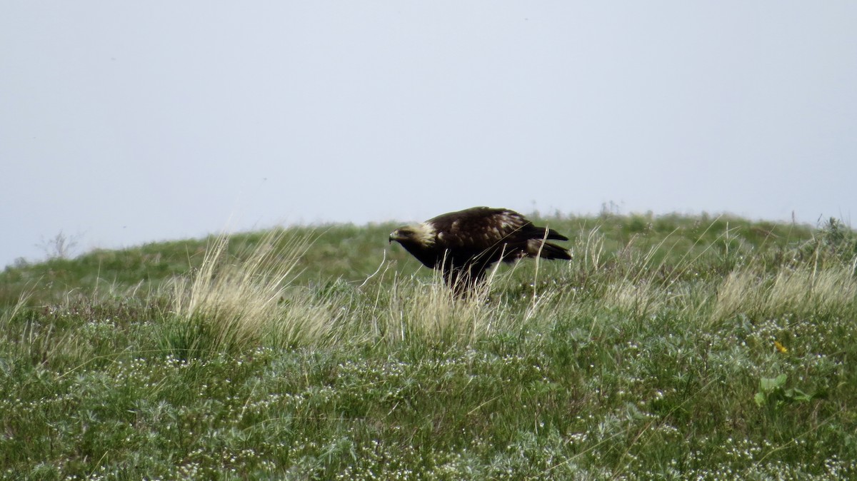 Golden Eagle - Céline Maurice