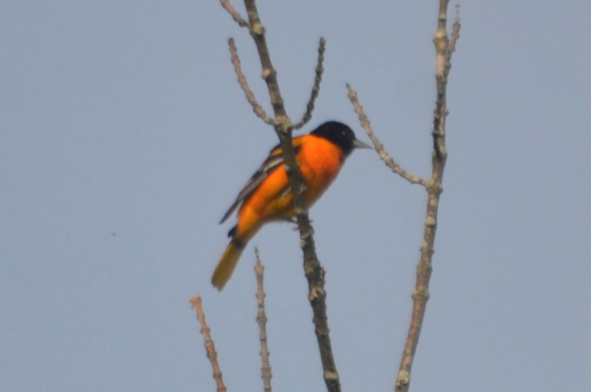 Baltimore Oriole - Larry Clarfeld