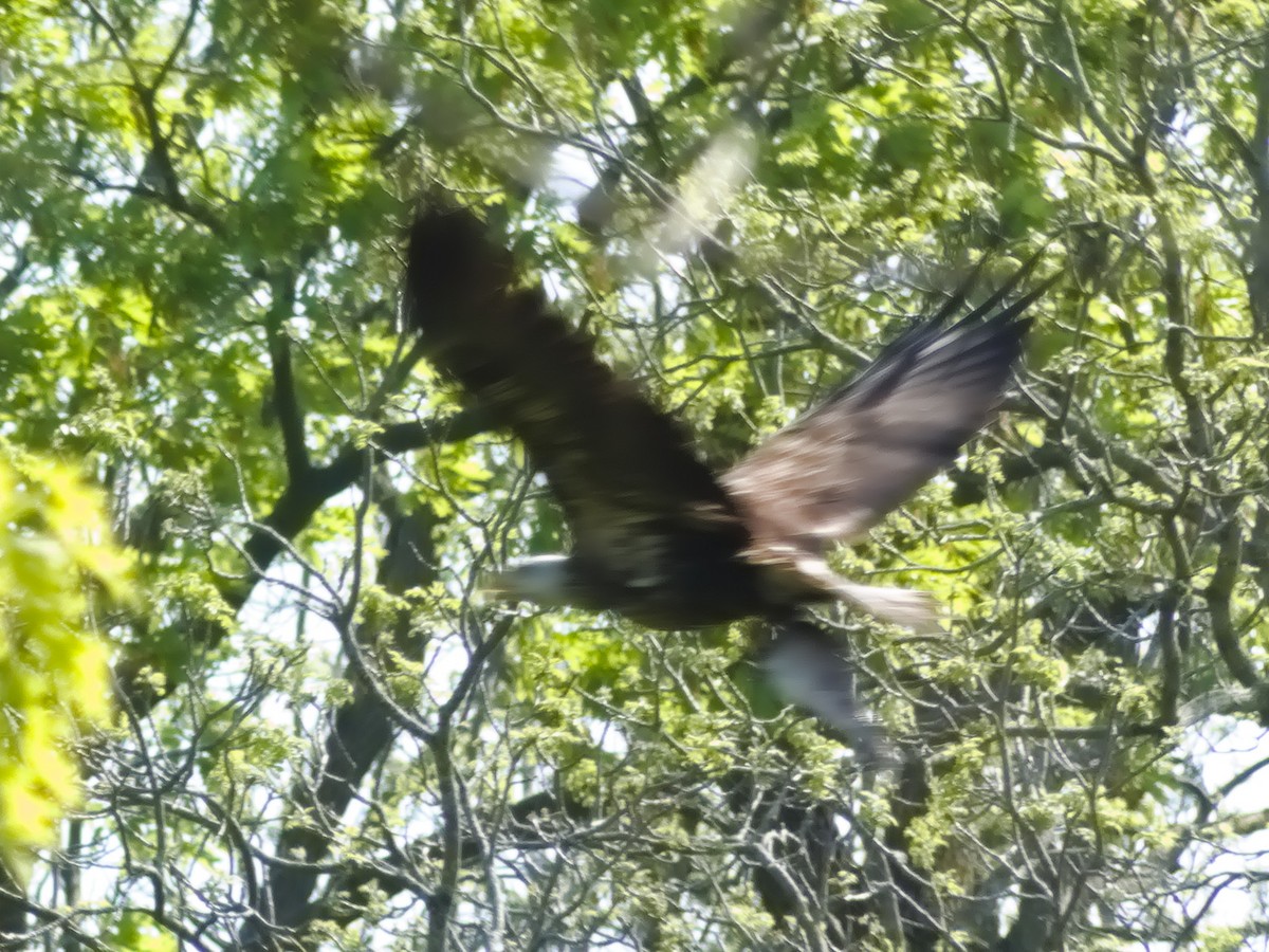 Bald Eagle - Laurel Robinson