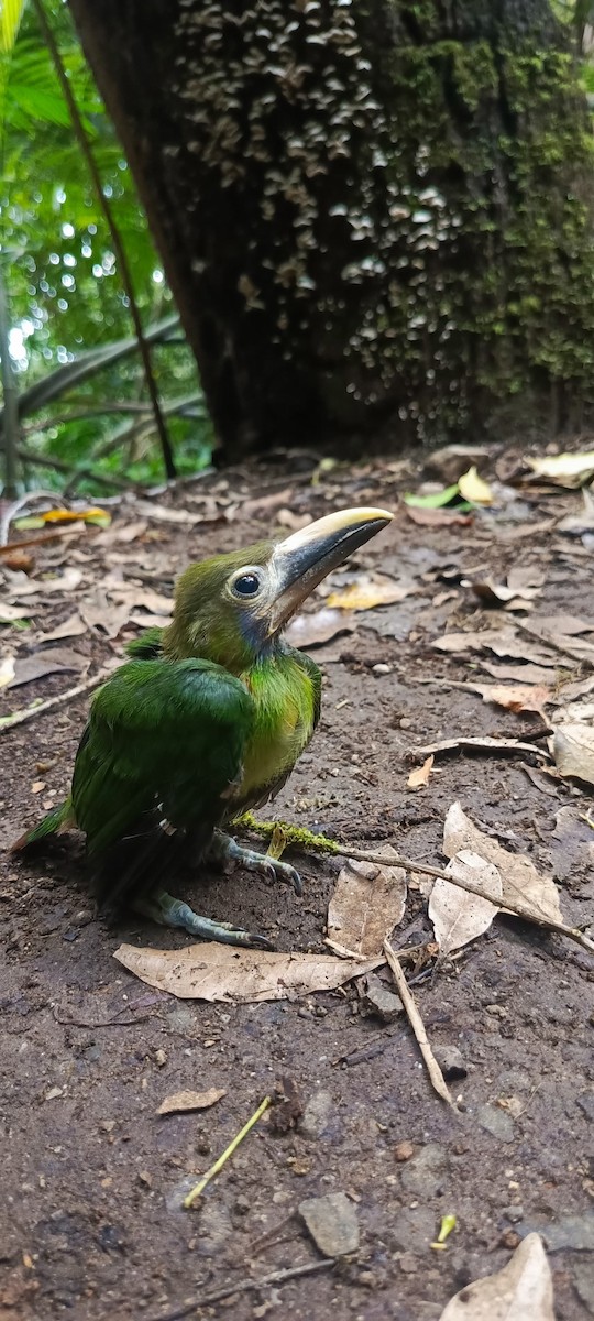 Northern Emerald-Toucanet - Freddy Herrera