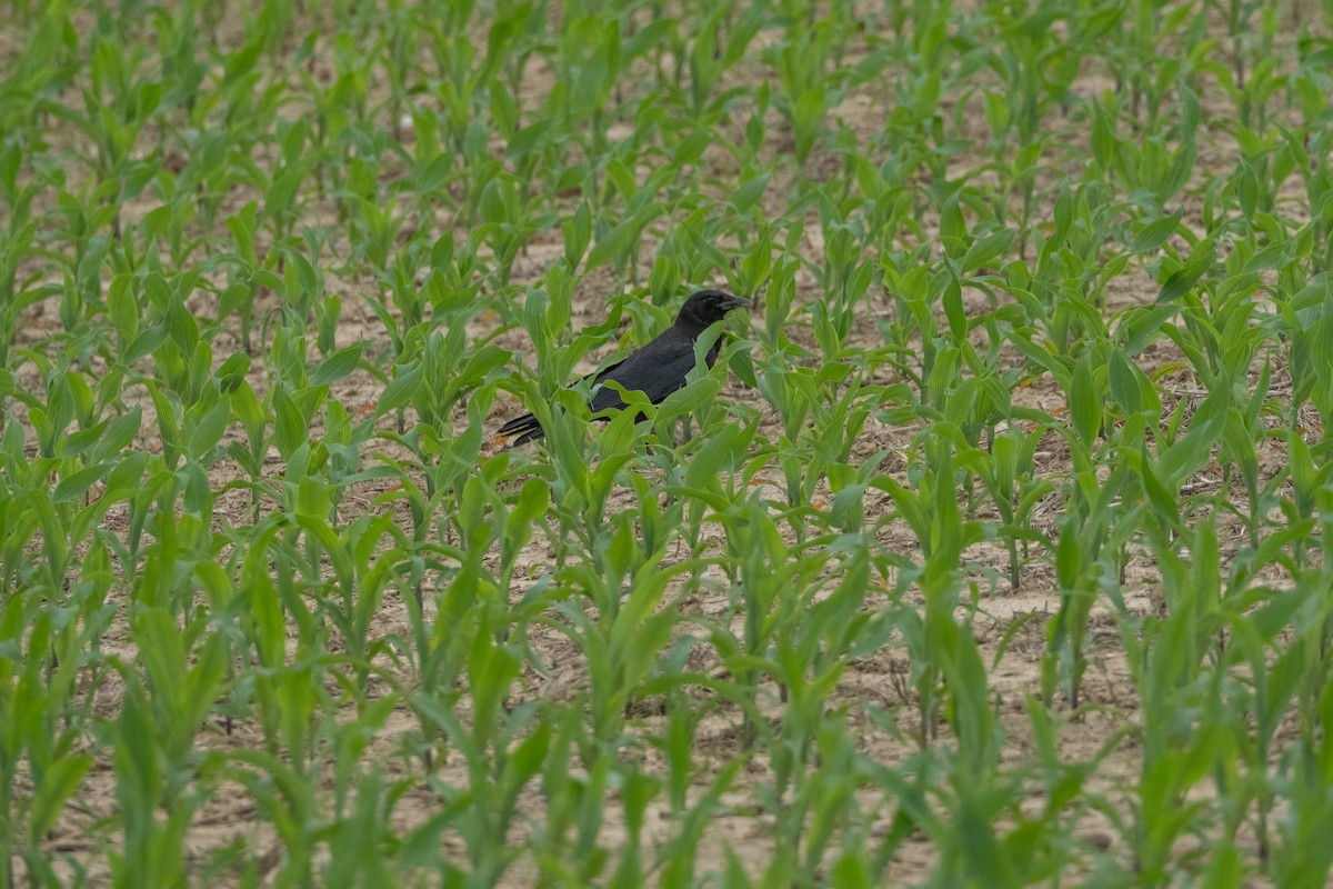 American Crow - Tom Crowe