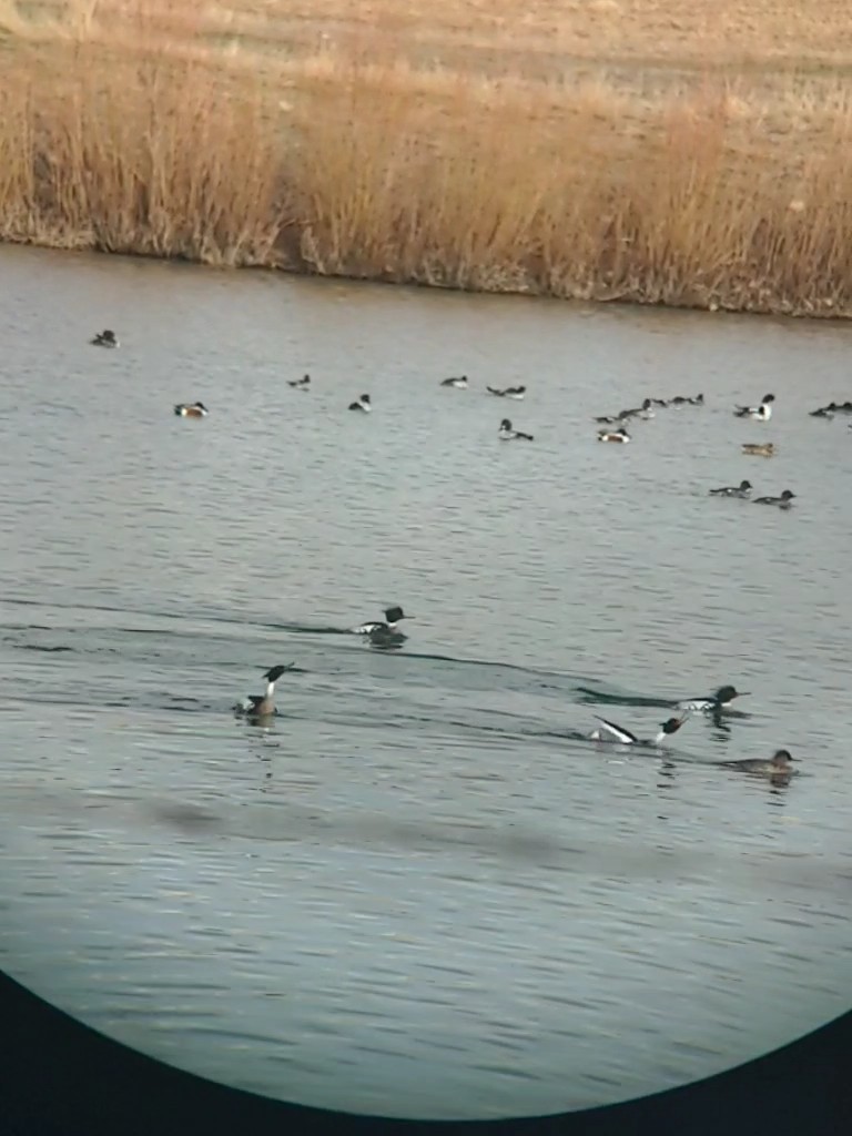 Red-breasted Merganser - Reder Daughenbaugh