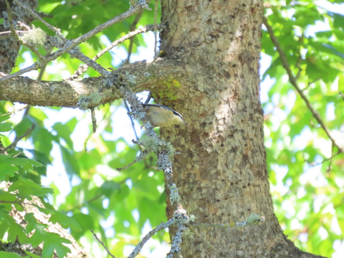 Red-breasted Nuthatch - Nick A. Komar Jr.