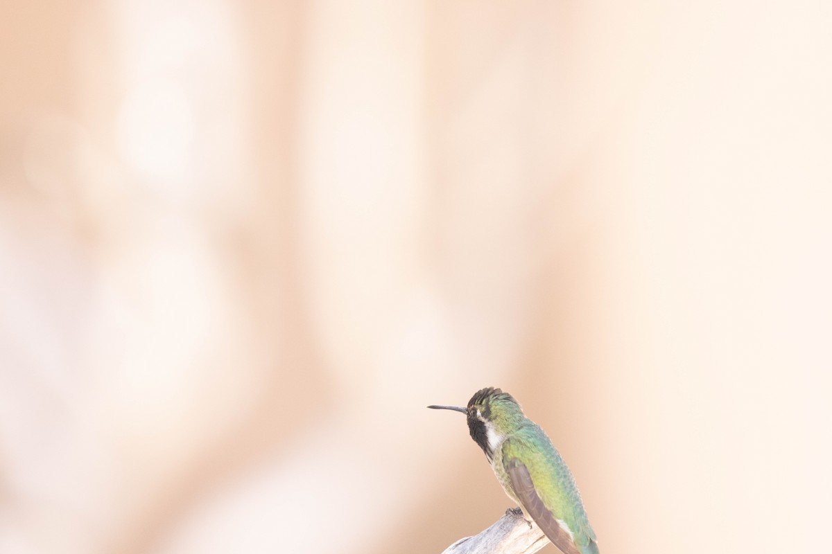 Black-chinned Hummingbird - Allan Spradling