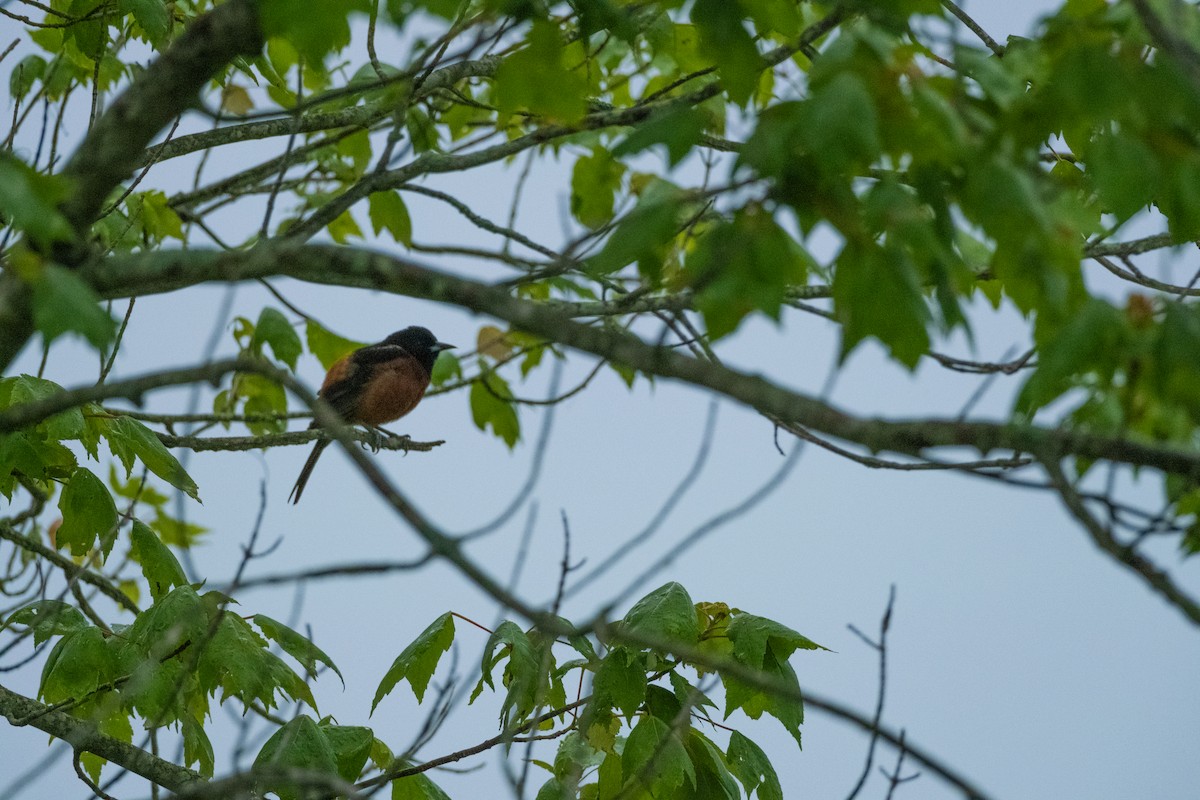 Orchard Oriole - Tom Crowe