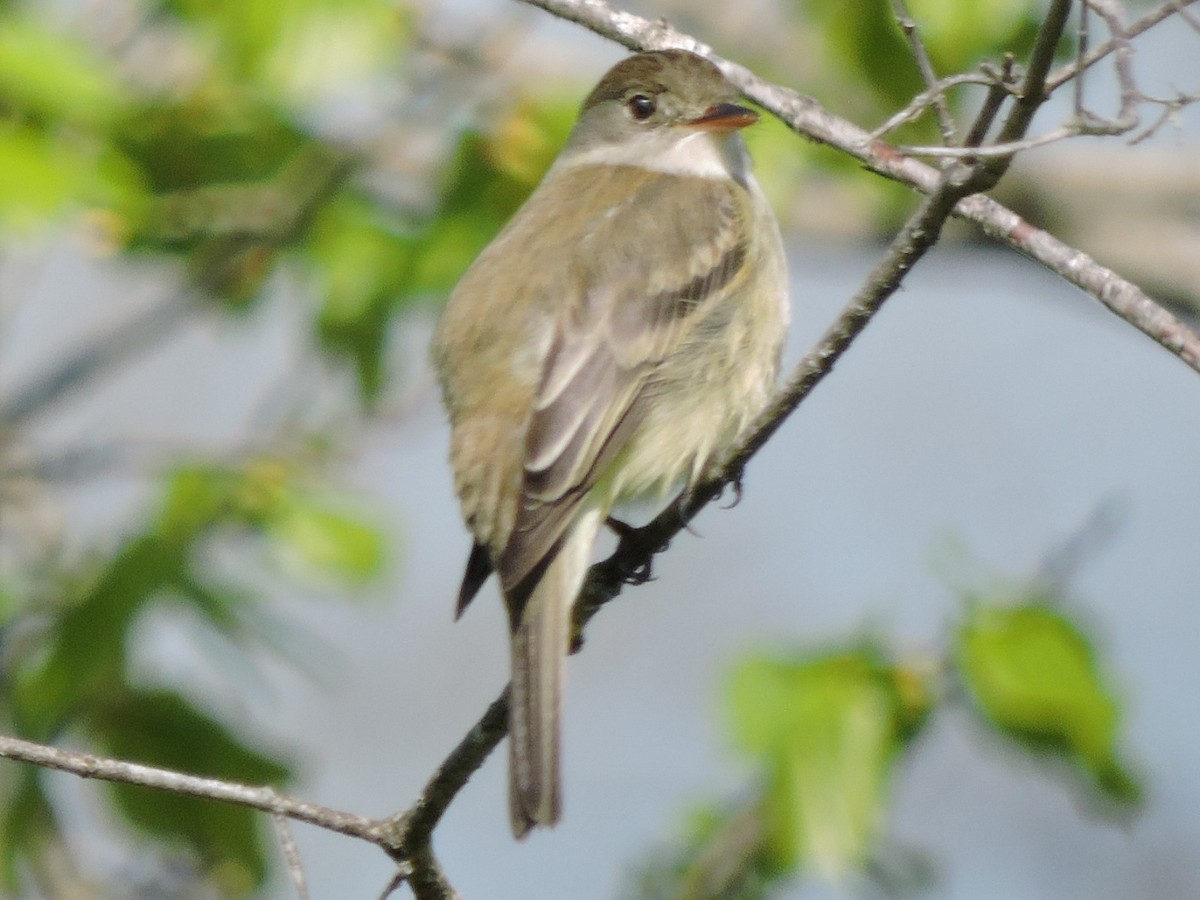 Alder Flycatcher - ML619512449