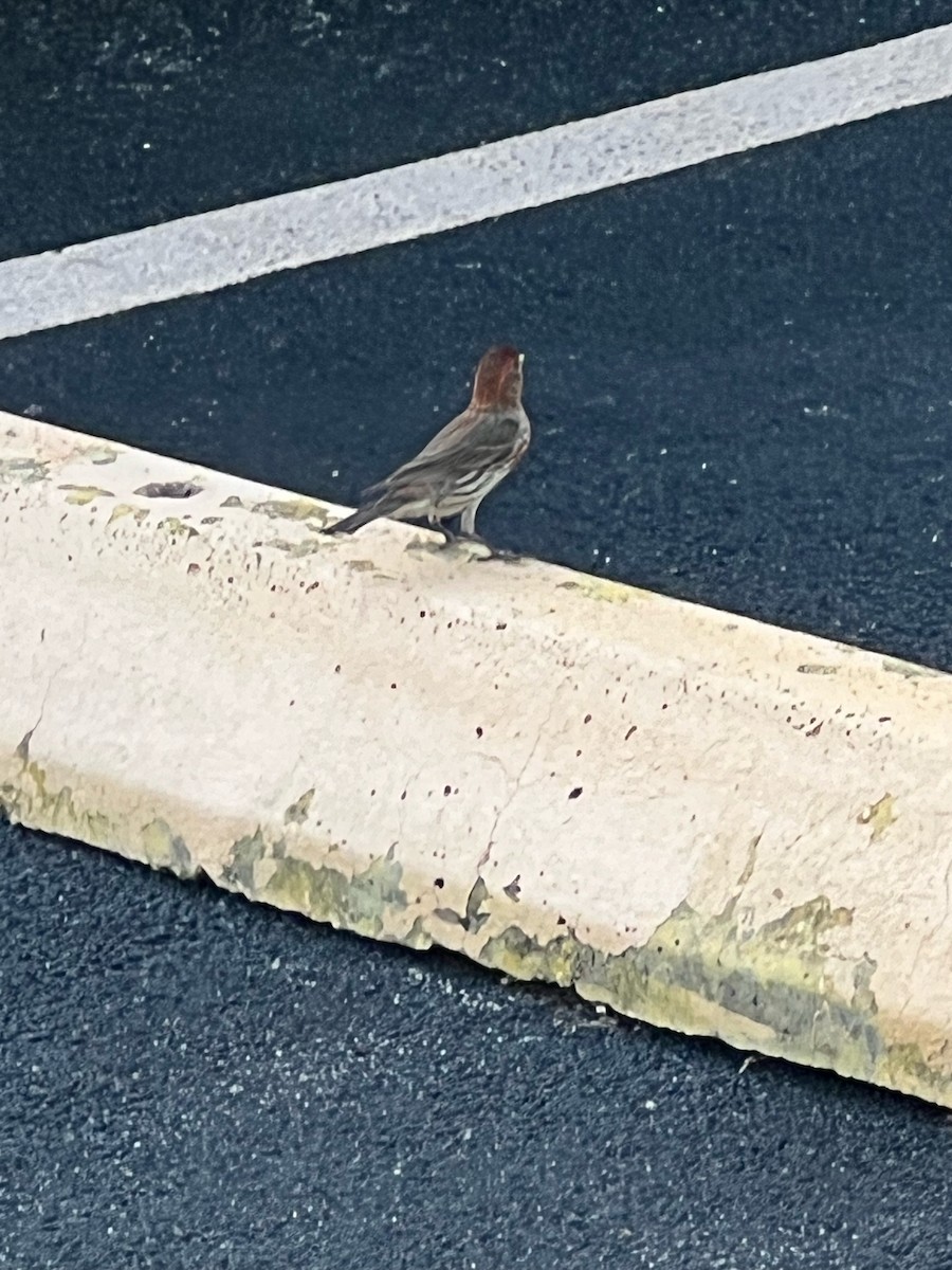 hýl rudoprsý - ML619512452