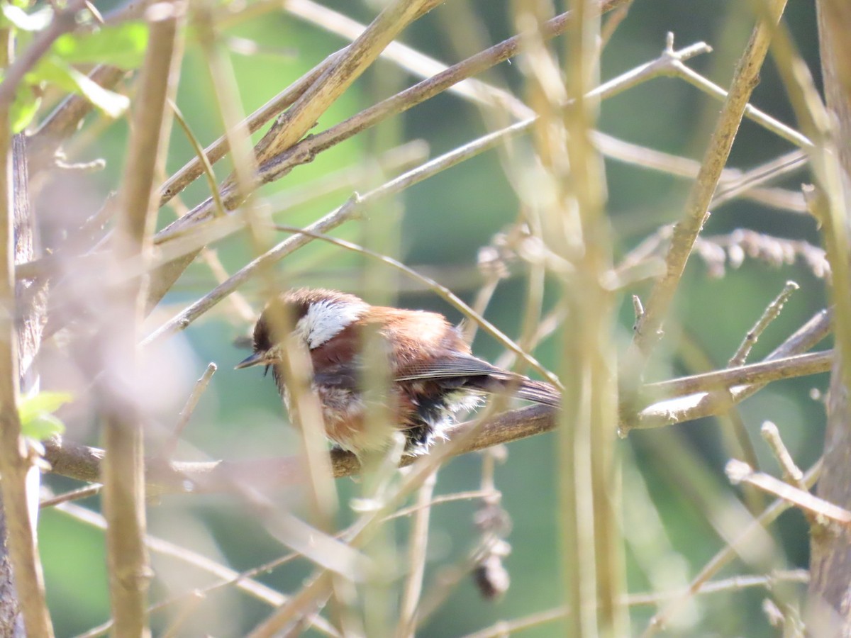 Chestnut-backed Chickadee - Nick A. Komar Jr.