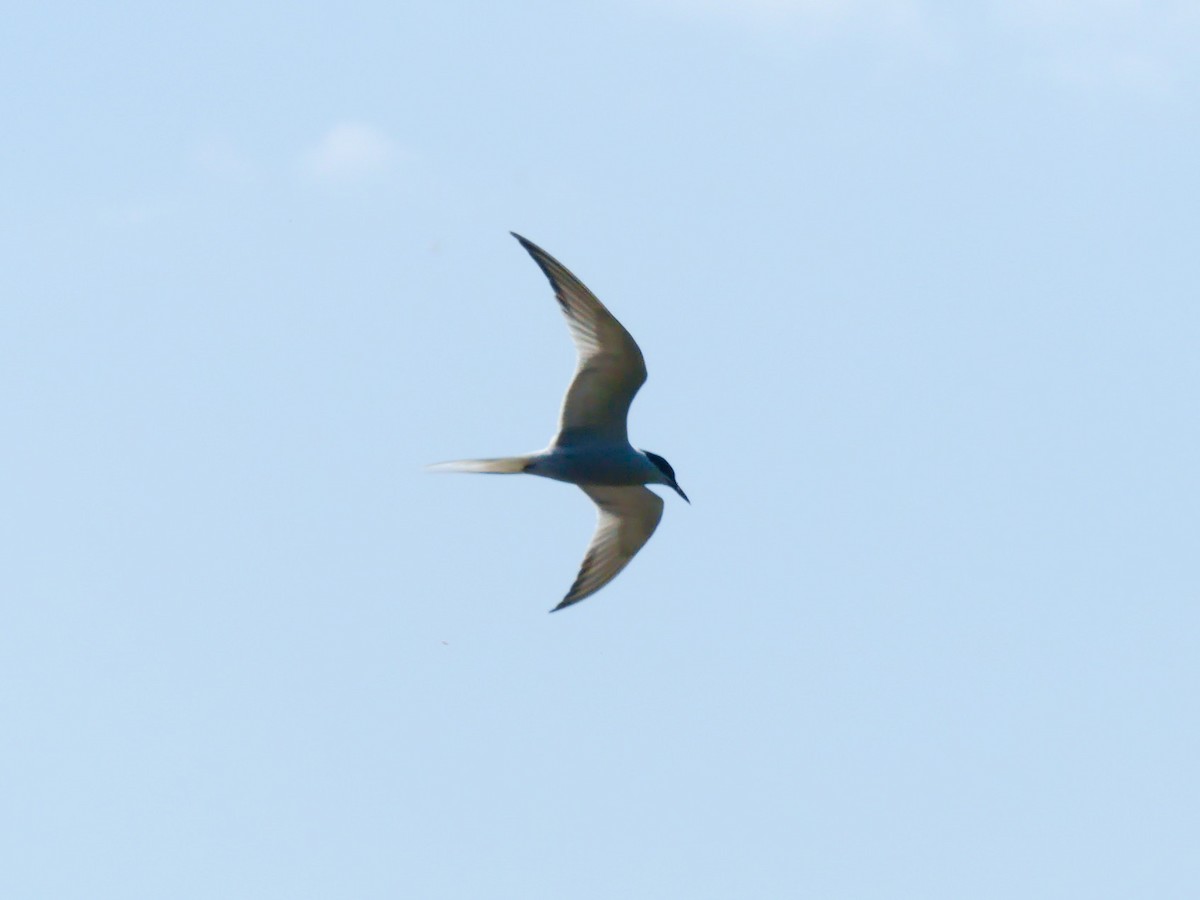 Common Tern - Laurel Robinson