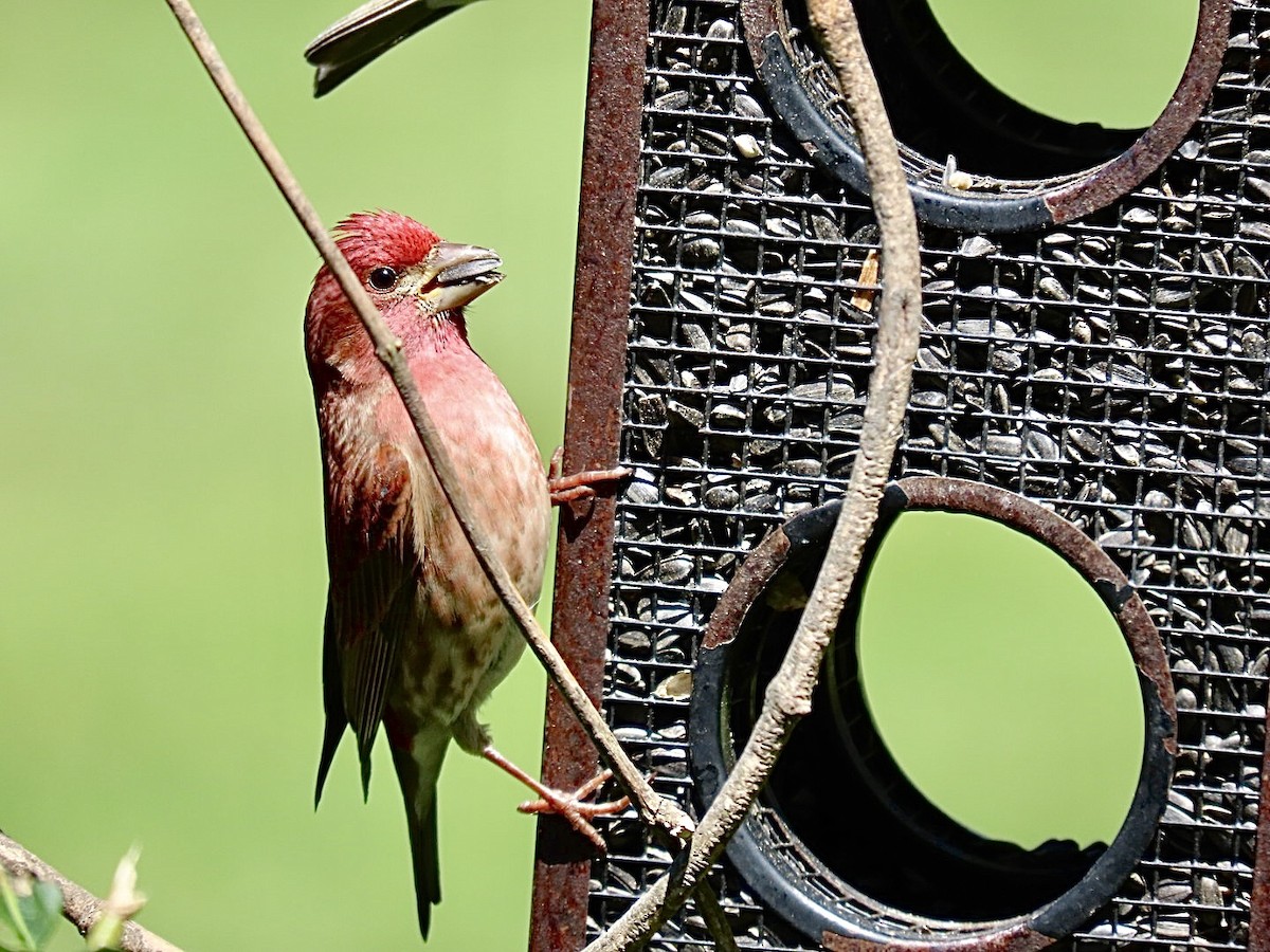 Purple Finch - Nick A. Komar Jr.