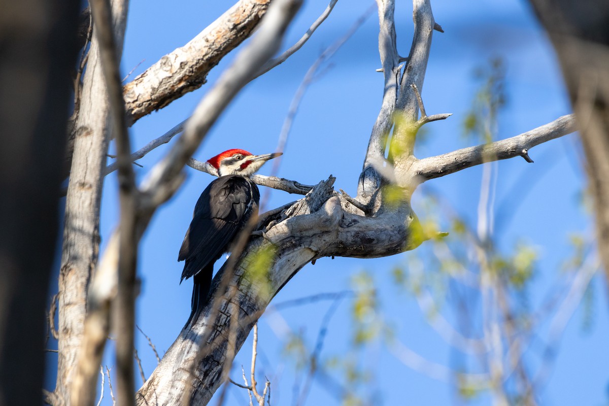 Pileated Woodpecker - Rain Saulnier