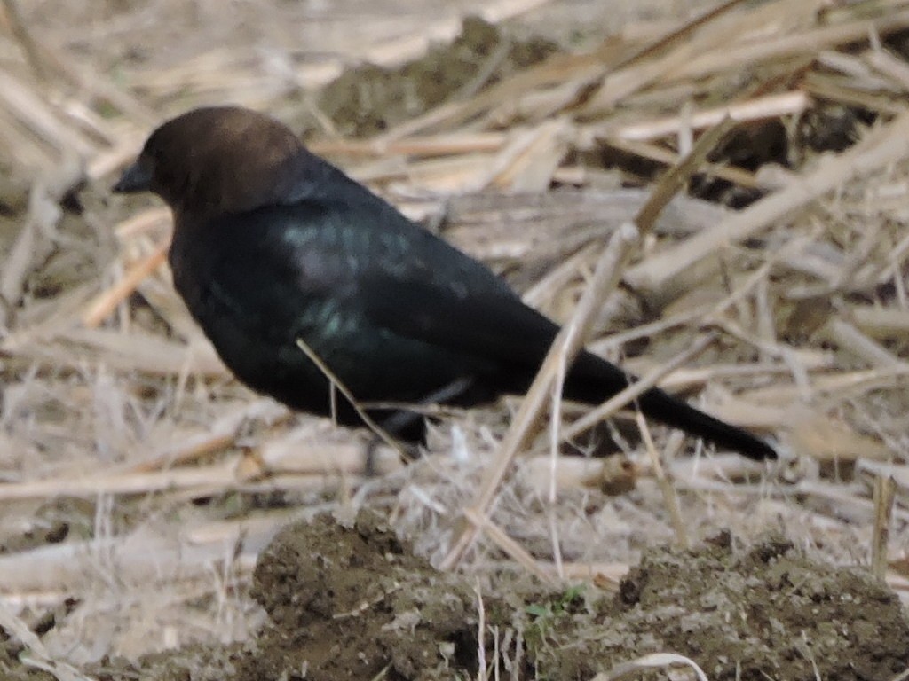 Brown-headed Cowbird - ML619512471