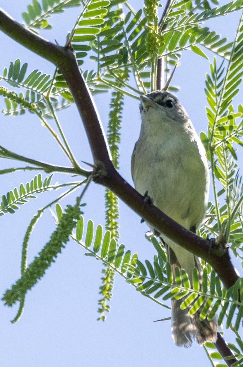 Plumbeous Vireo - Allan Spradling