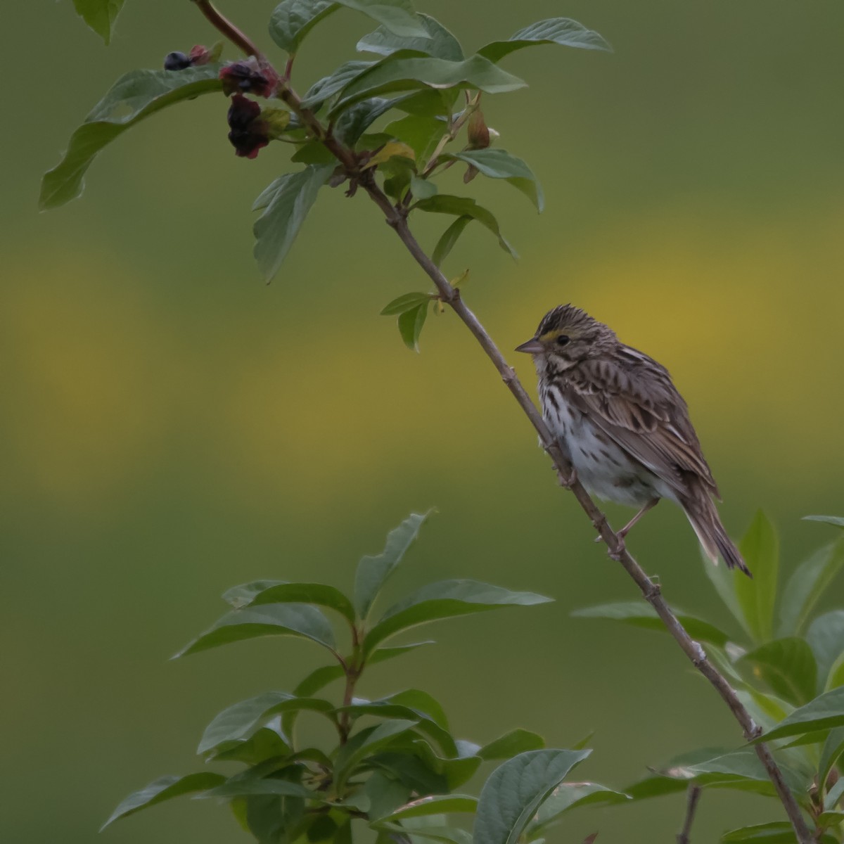 Savannah Sparrow - Nick Balachanoff