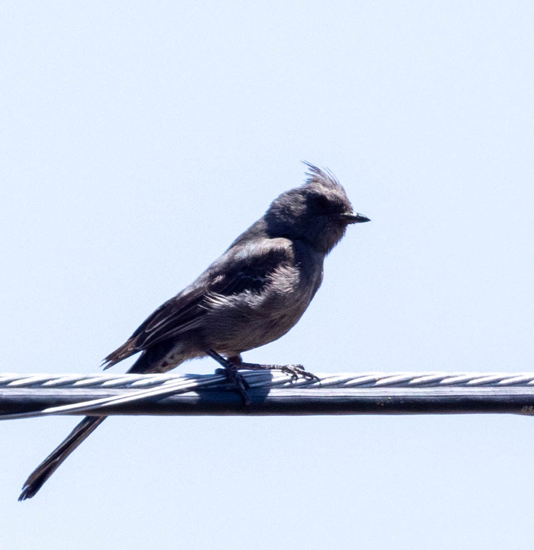 Phainopepla - Allan Spradling