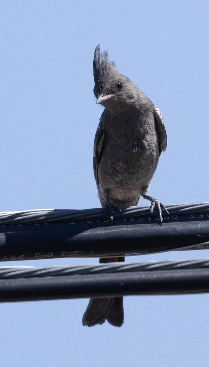 Phainopepla - Allan Spradling