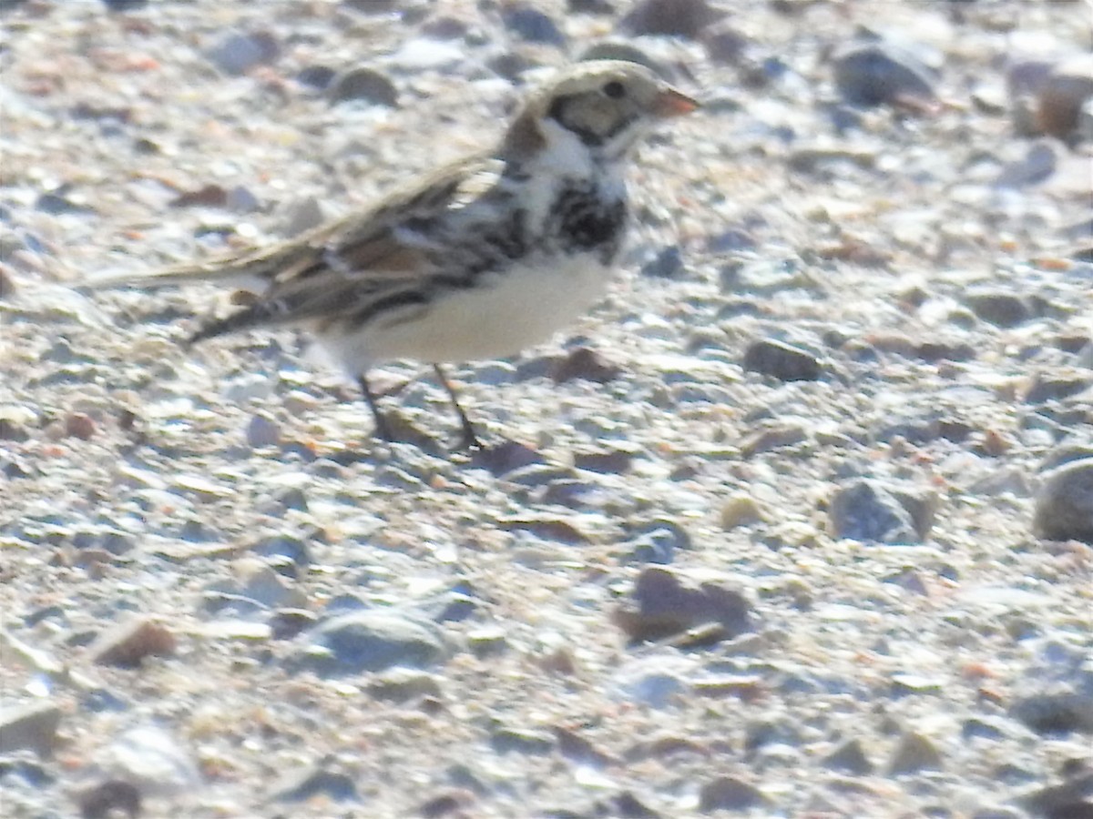 Lapland Longspur - Tina Toth