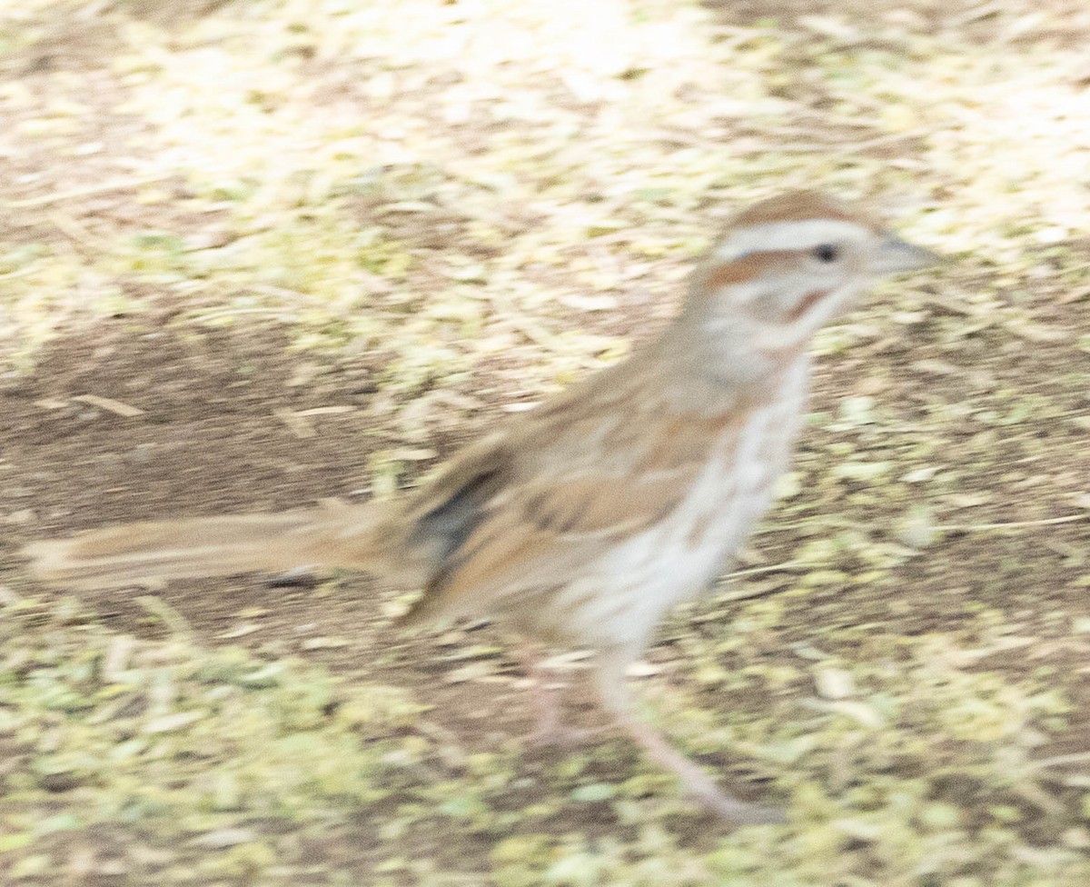 Rufous-winged Sparrow - Allan Spradling