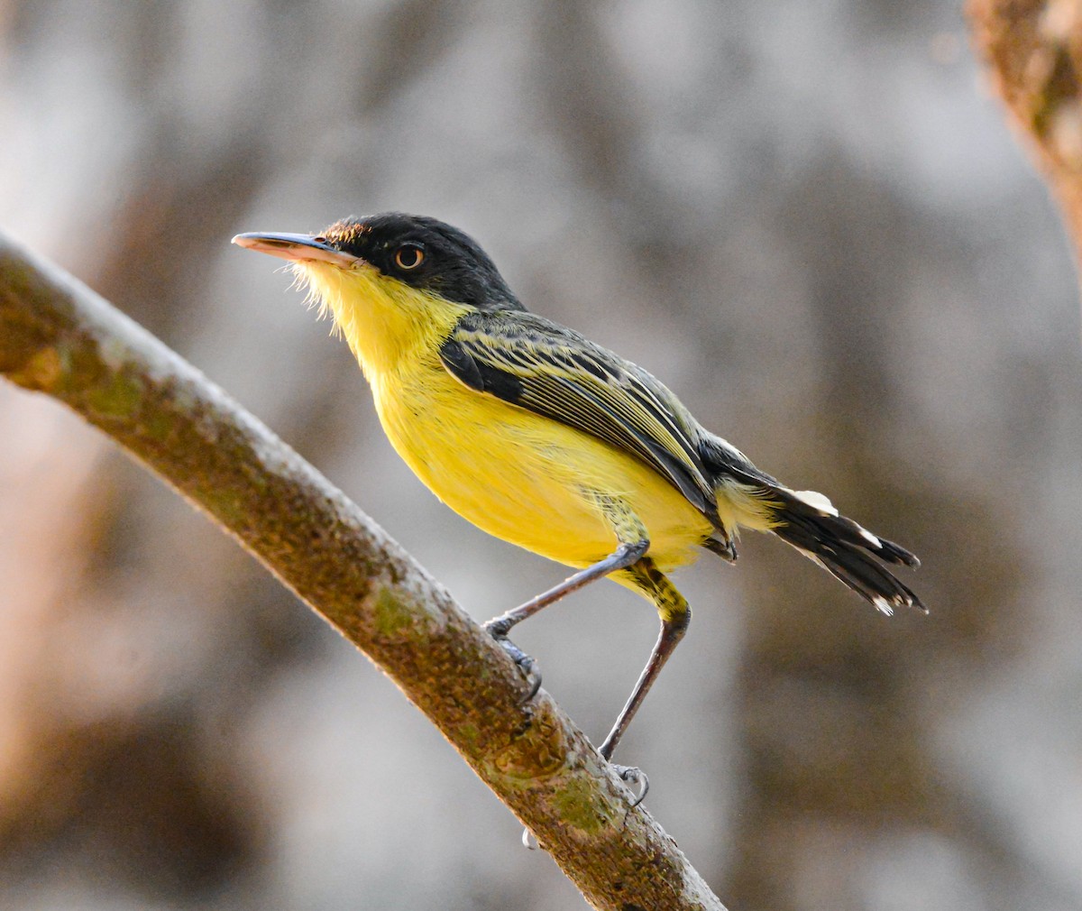 Common Tody-Flycatcher - Jeffry Morataya