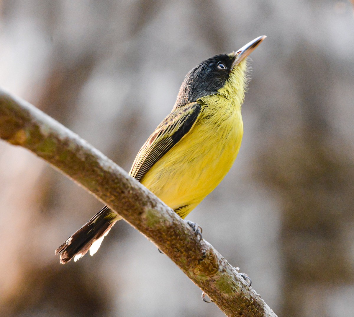 Common Tody-Flycatcher - Jeffry Morataya