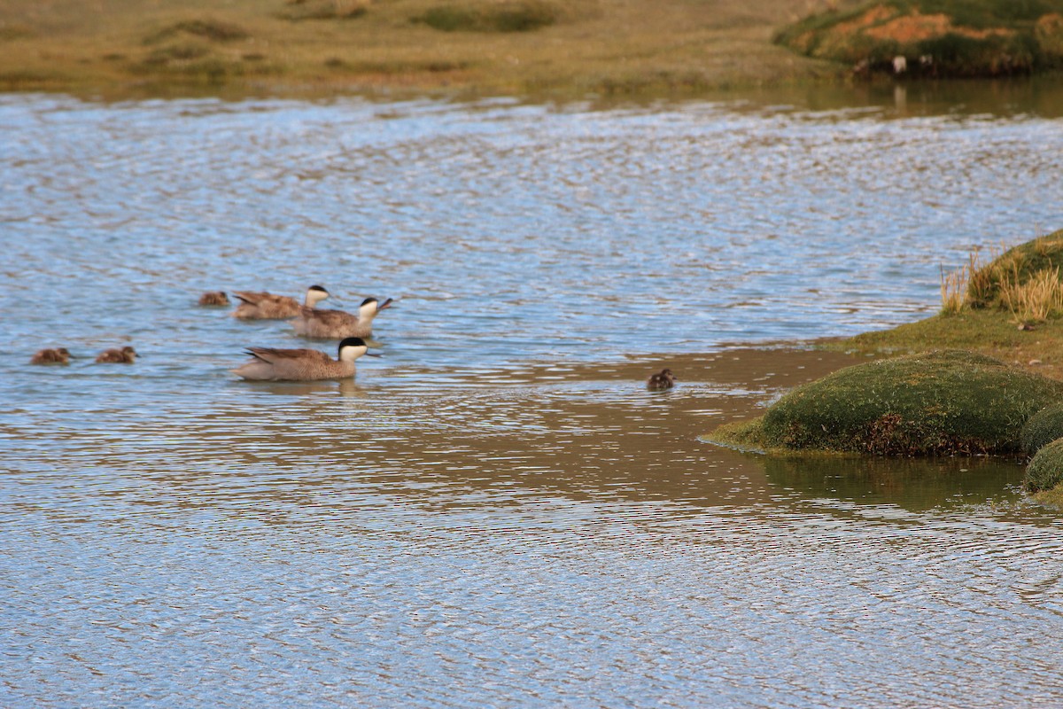 Puna Teal - Pierina A. Bermejo