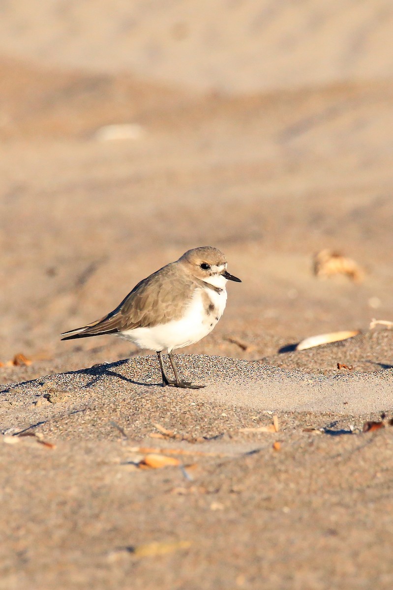 Two-banded Plover - ML619512499