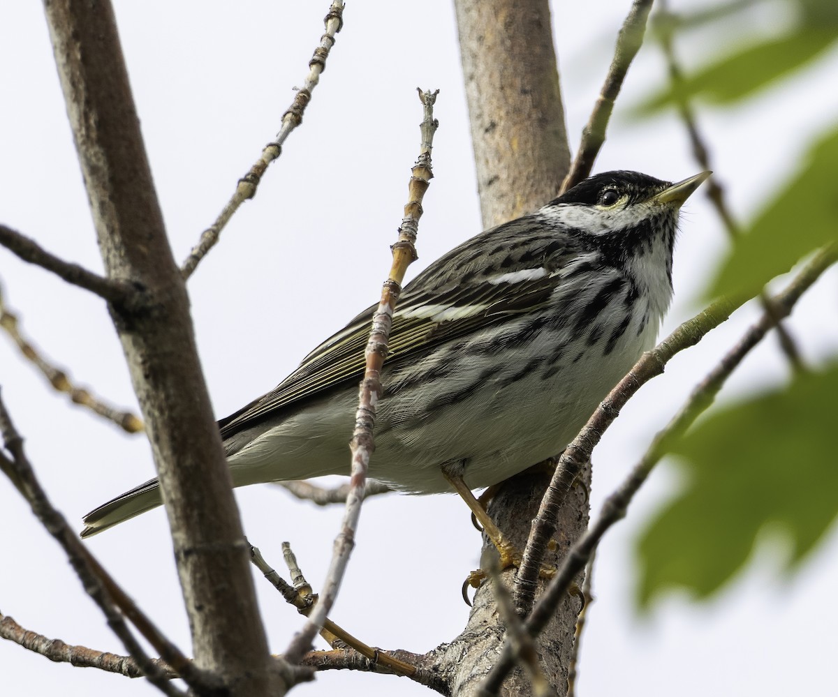 Blackpoll Warbler - Gary Kurtz