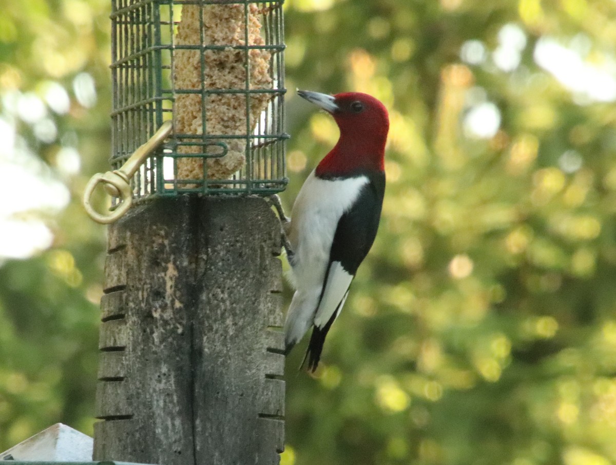 Red-headed Woodpecker - Tom & Betsy Blitz