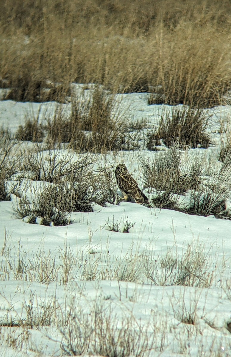 Short-eared Owl - Reder Daughenbaugh