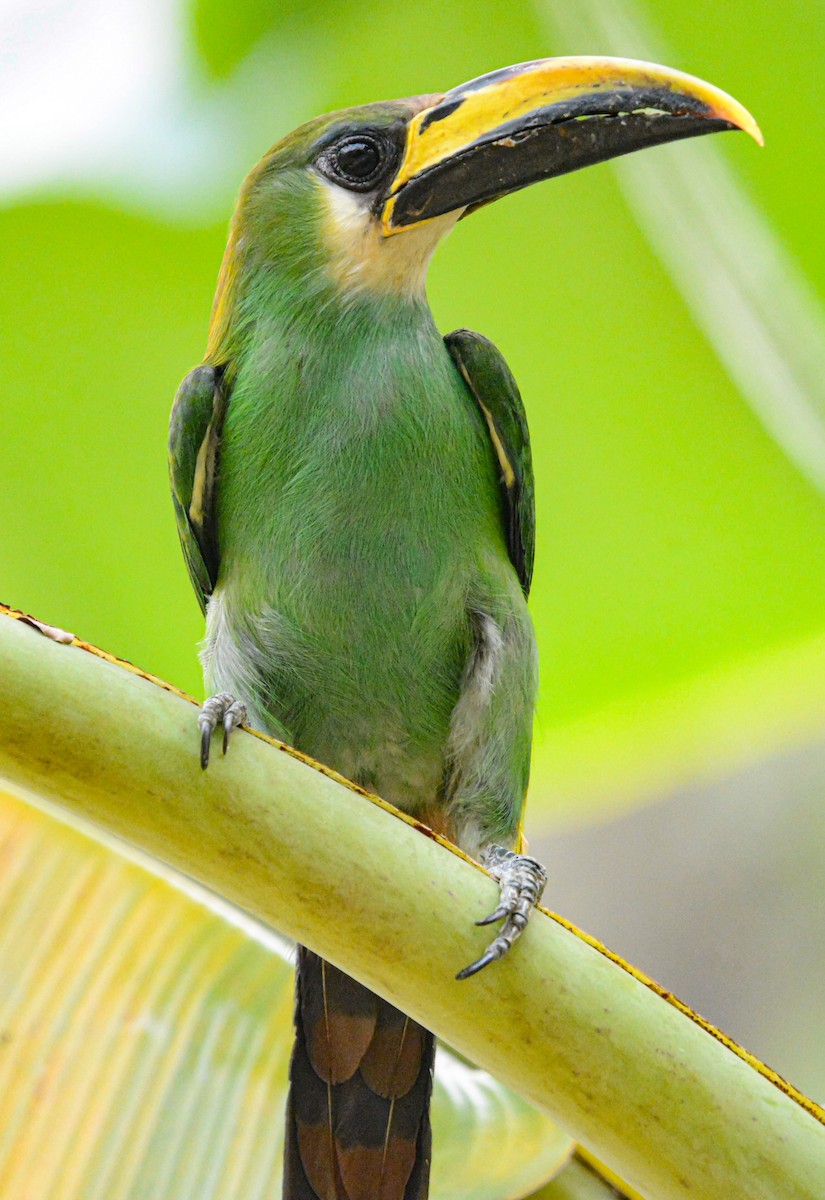 Northern Emerald-Toucanet - Jeffry Morataya