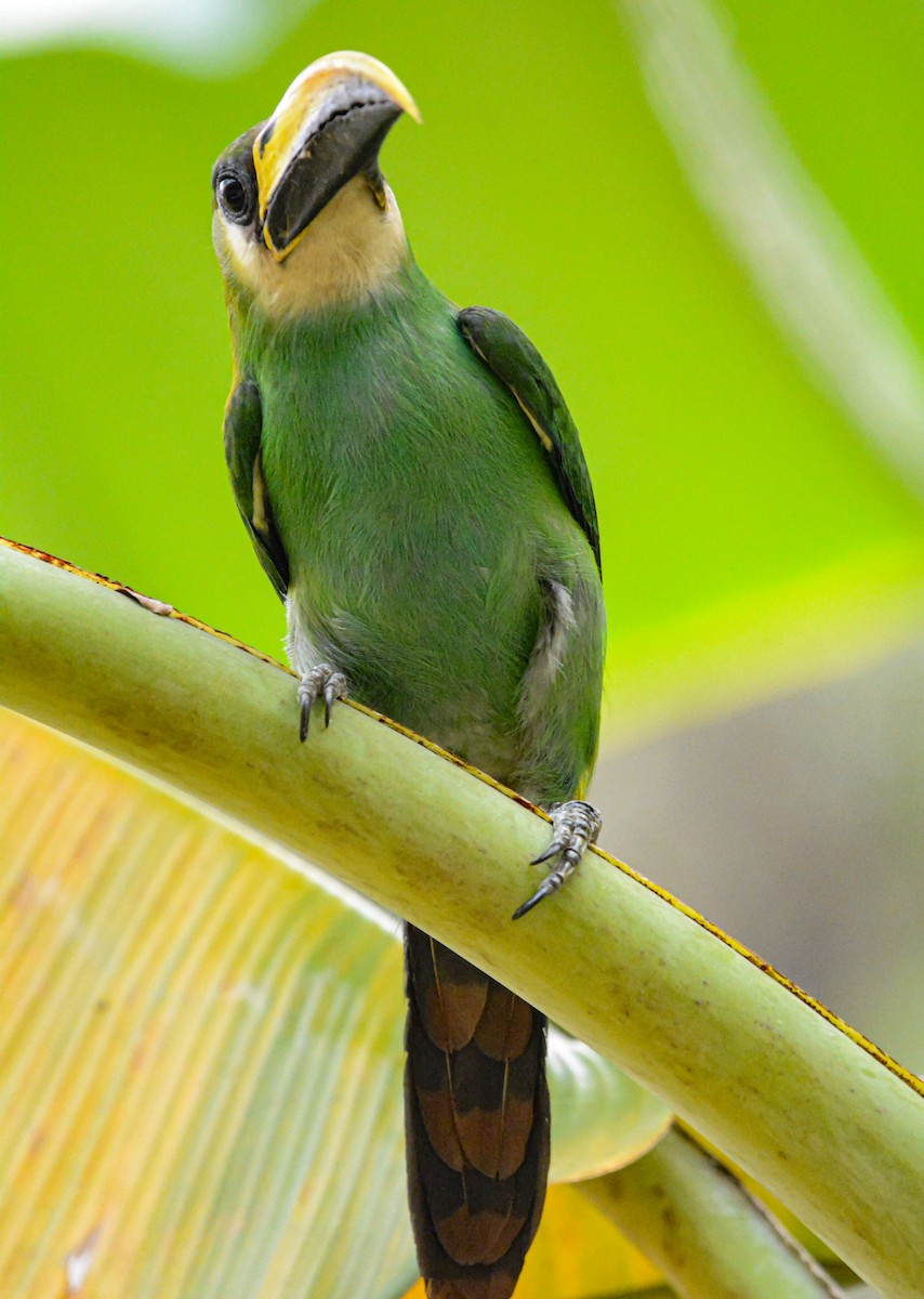 Northern Emerald-Toucanet - ML619512511