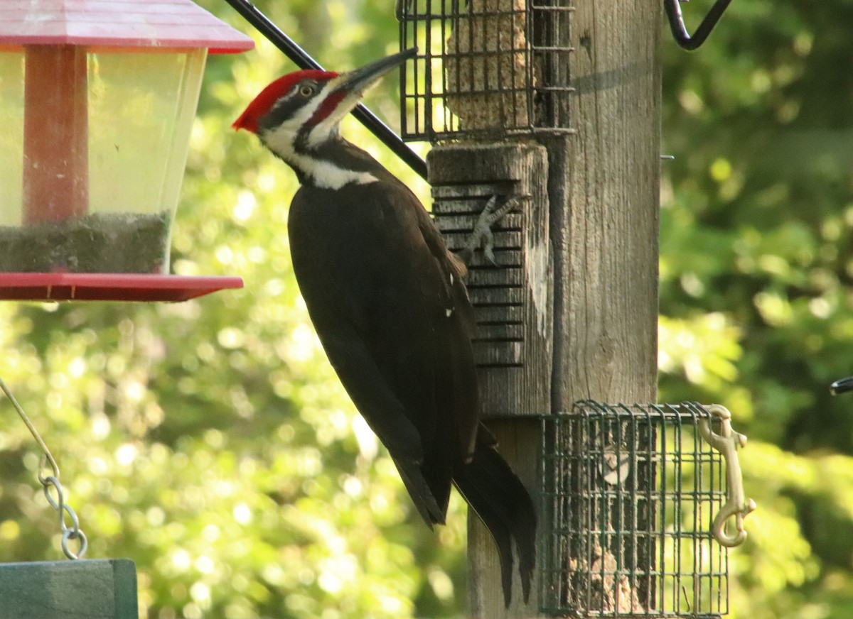 Pileated Woodpecker - Tom & Betsy Blitz