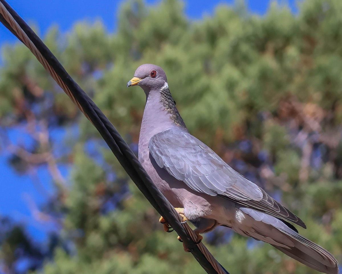Band-tailed Pigeon - Sue Smith