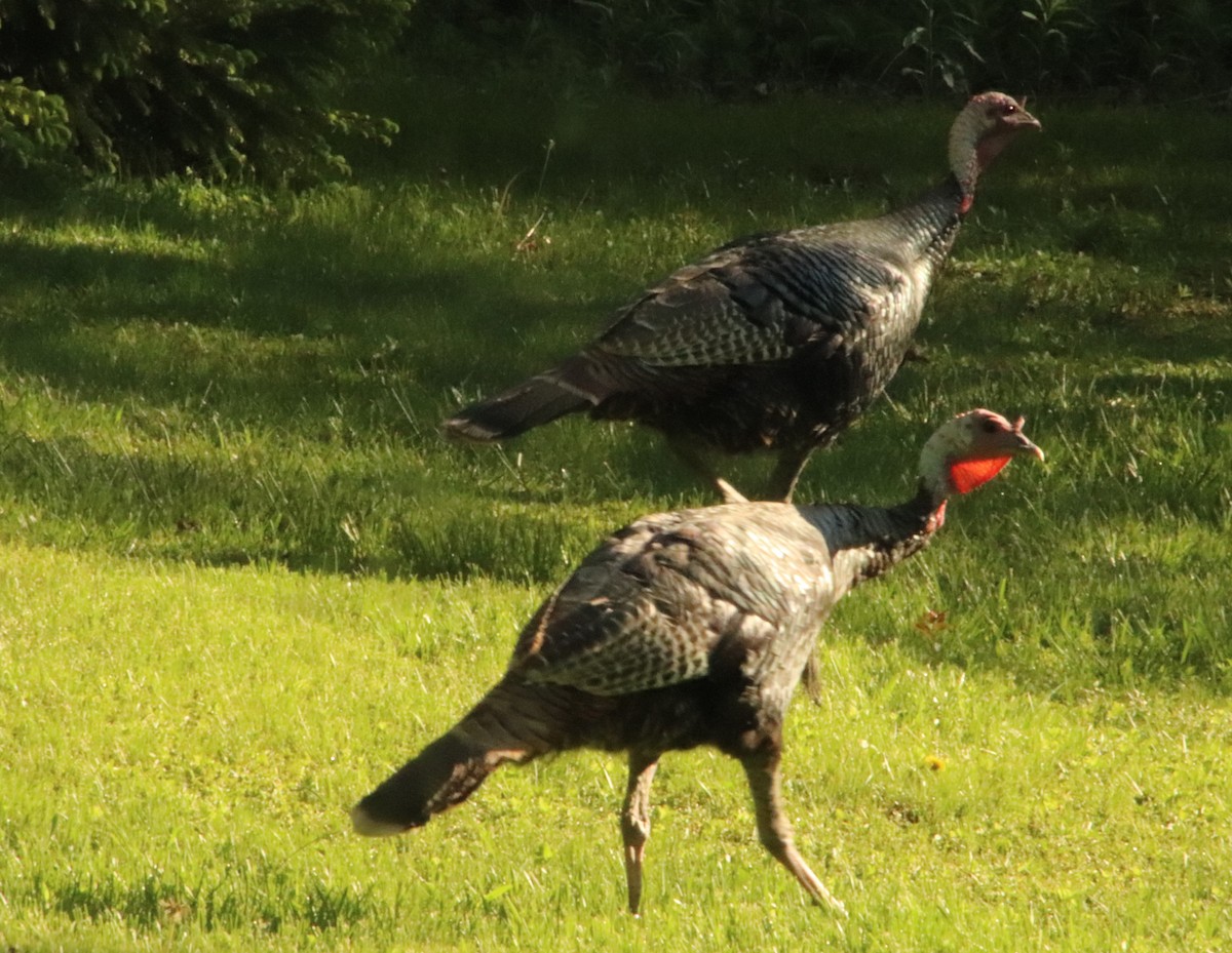 Wild Turkey - Tom & Betsy Blitz